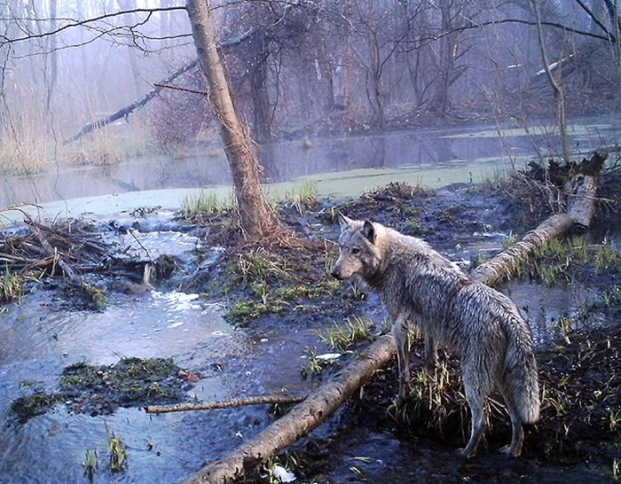 Животный мир в окрестностях Чернобыльской АЭС (54 фото)