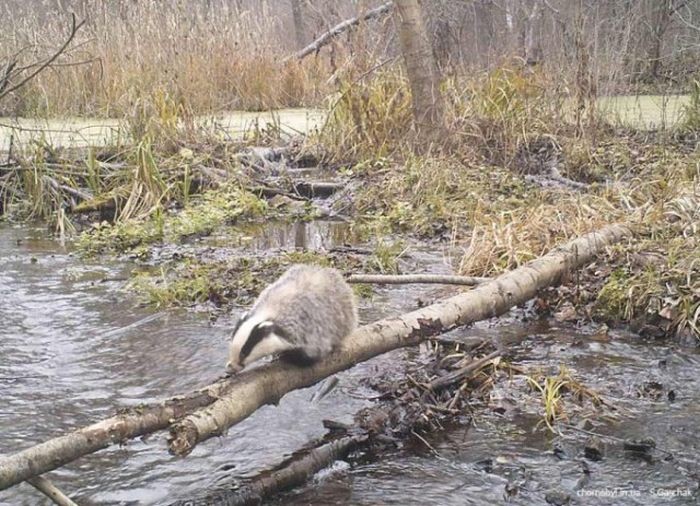 Животный мир в окрестностях Чернобыльской АЭС (54 фото)