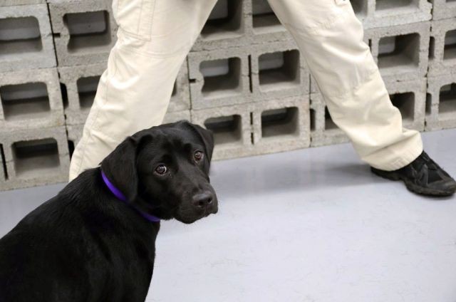ЦРУ уволило со службы собаку, которая не хотела искать взрывчатку (7 фото)