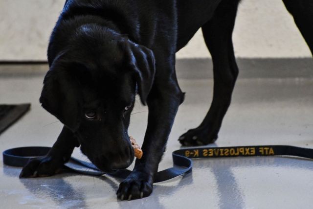 ЦРУ уволило со службы собаку, которая не хотела искать взрывчатку (7 фото)
