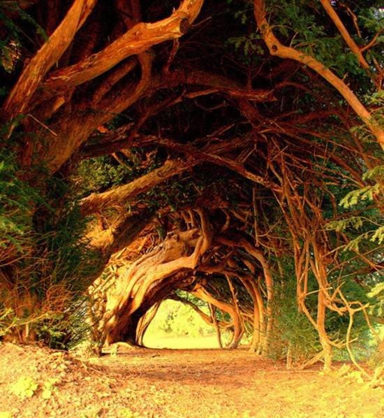 Самые красивые тоннели из деревьев (10 фото)
