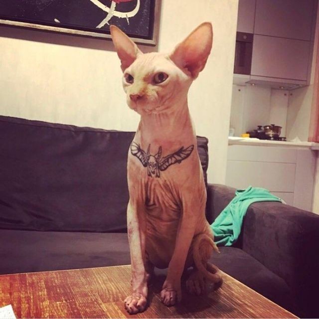 Украинка, набившая своему коту татуировку, оказалась под следствием (3 фото)