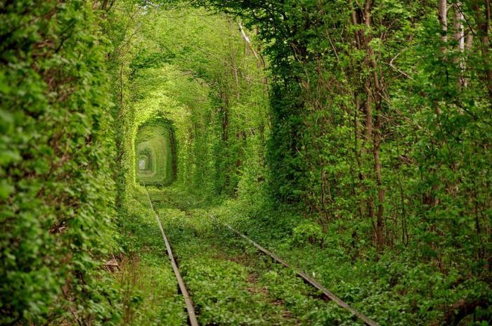 Самые красивые тоннели из деревьев (10 фото)