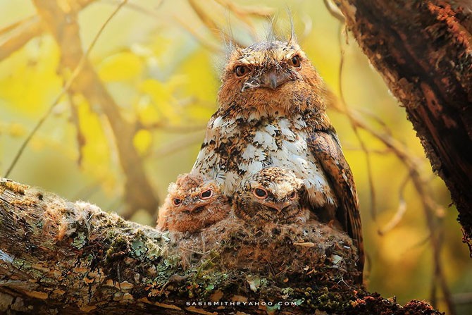 Многогранные совы в фотографиях Саси Смита (13 фото)