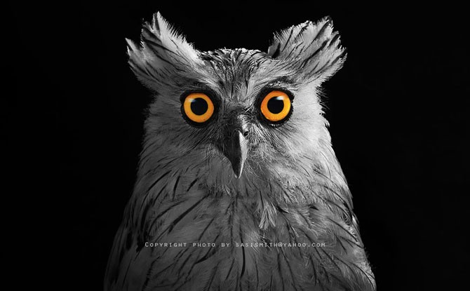 Многогранные совы в фотографиях Саси Смита (13 фото)