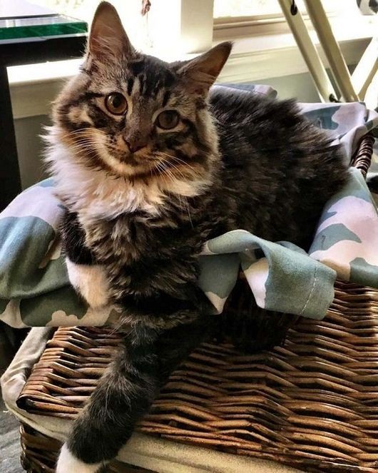Родившийся без локтевых суставов котенок превратился в прекрасную кошку (8 фото)