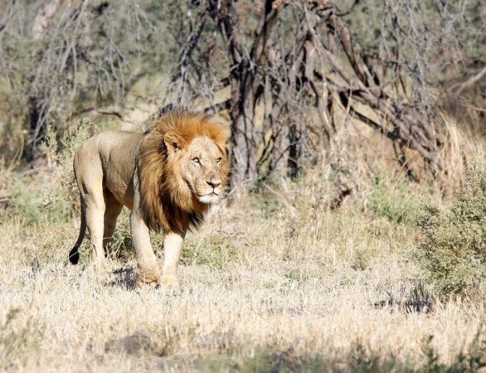 Царь зверей получает втык от царицы (7 фото)