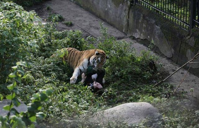 В Калининградском зоопарке амурский тигр напал на сотрудницу (2 фото)
