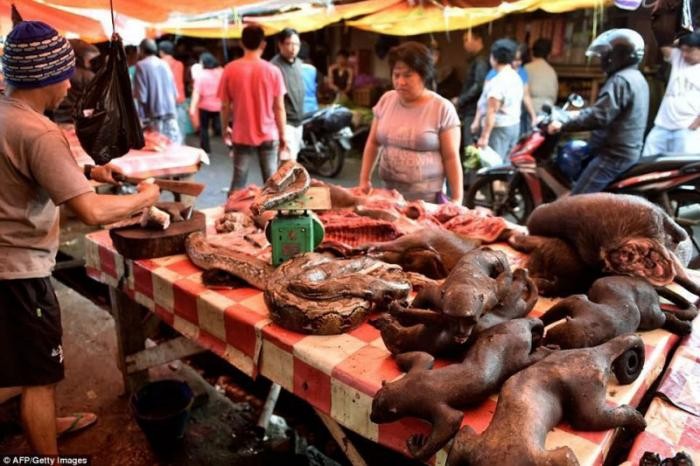 Экзотические животные на индонезийских продовольственных рынках (7 фото)