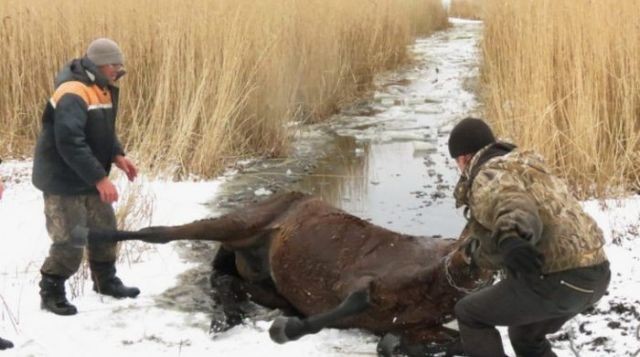 Полицейские спасли похищенного коня, брошенного умирать в болоте (4 фото)