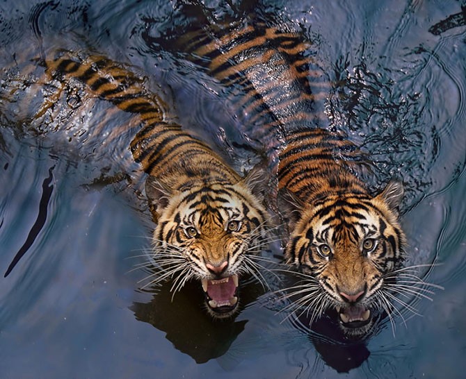 Тигры и их дикий животный магнетизм (21 фото)