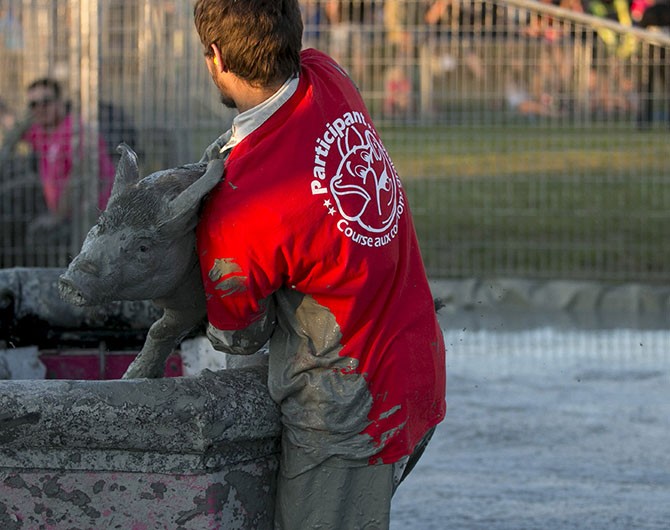 Свинский фестиваль в Квебеке (17 фото)