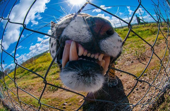 25 лучших фотографий National Geographic (25 фото)