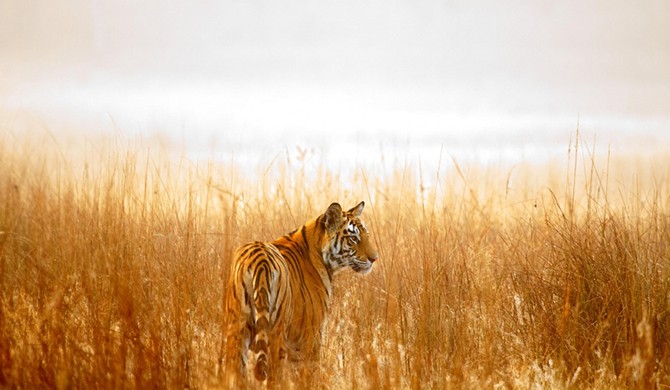 25 лучших фотографий National Geographic (25 фото)