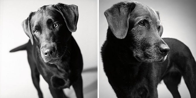 Как взрослеют собаки (13 фото)