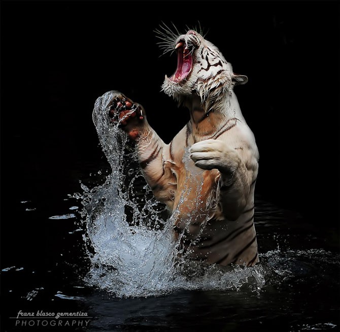 Тигры и их дикий животный магнетизм (21 фото)