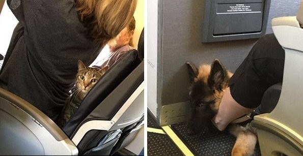 Животные в самолете: забавно и трогательно (40 фото)