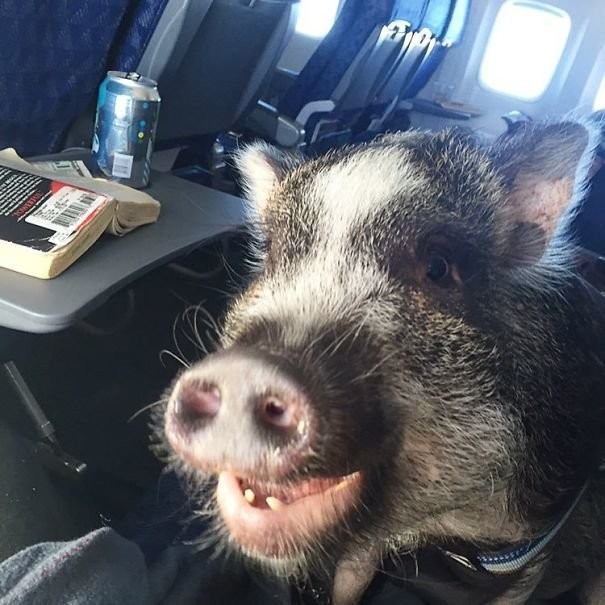 Животные в самолете: забавно и трогательно (40 фото)