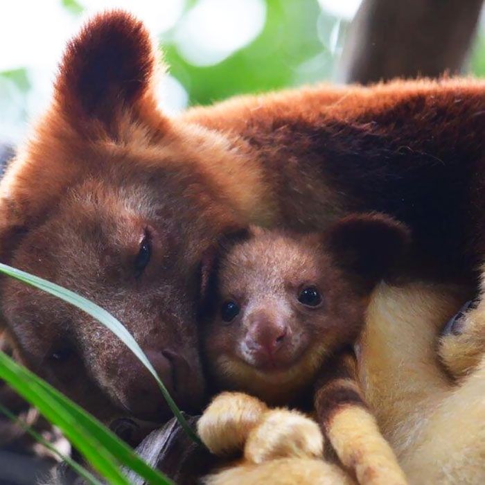 Древесные кенгуру - необычайно милые сумчатые из Австралии (17 фото)