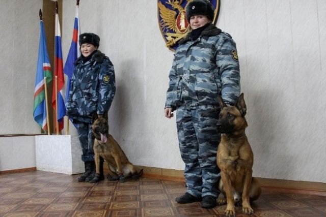 Собаки-клоны на службе УФСИН (3 фото)