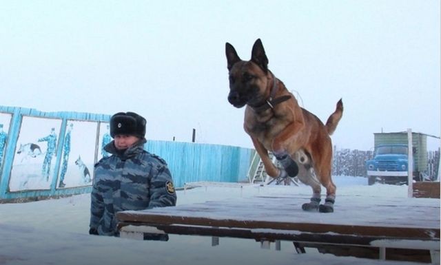 Собаки-клоны на службе УФСИН (3 фото)