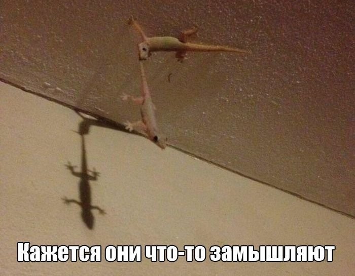 Очередная порция картинок с подписями	(22 фото)