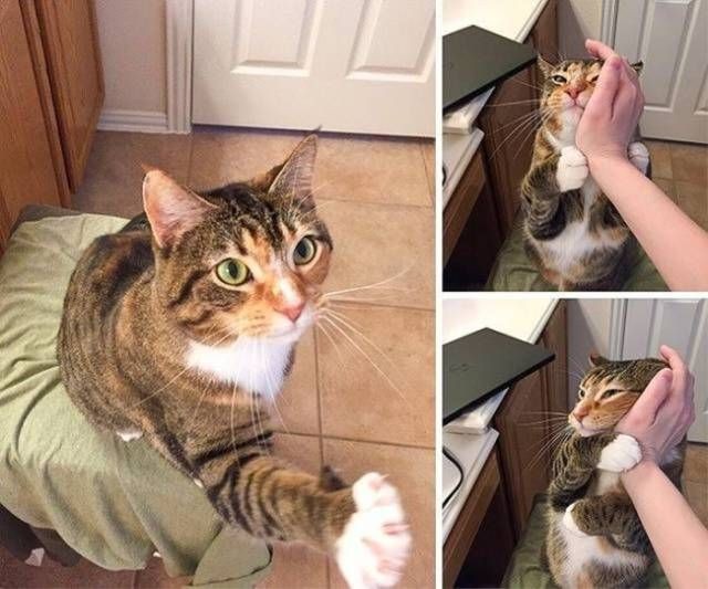 Подборка прикольных фотографий (106 фото)