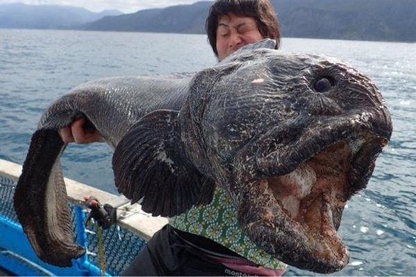 Рыба из Фукусимы (2 фото)