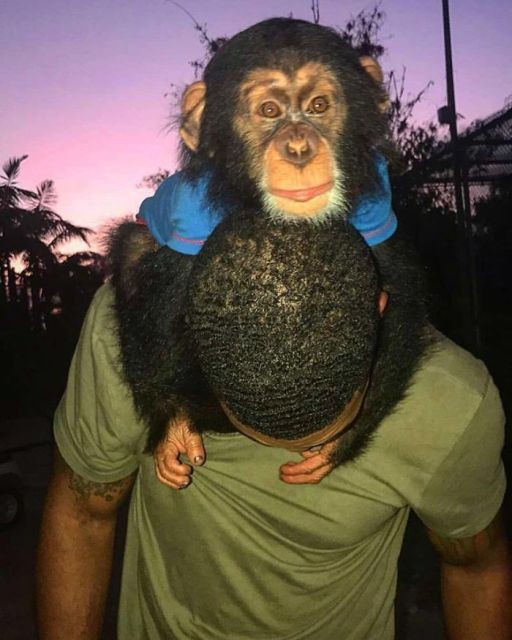 «Король джунглей» Майк Холстон, предпочитающий компанию животных (27 фото)