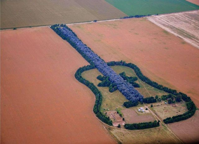 Самая большая в мире лесопосадка в форме гитары (2 фото)