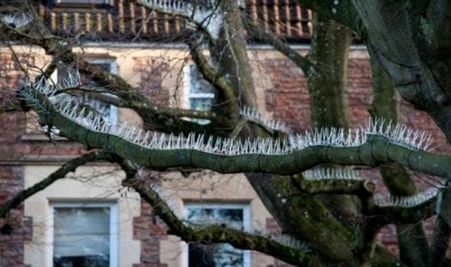 Шипы на деревьях в Бристоле (3 фото)