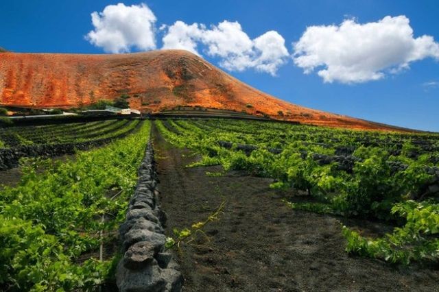 Как вулканические камни помогают виноделам острова Лансароте (7 фото)