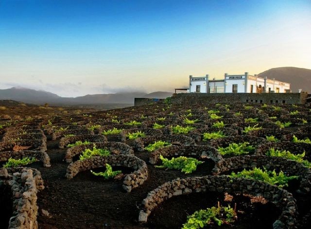 Как вулканические камни помогают виноделам острова Лансароте (7 фото)