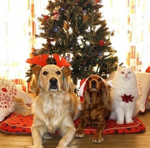 Праздник к нам приходит: очаровательные питомцы в рождественских нарядах (28 фото)