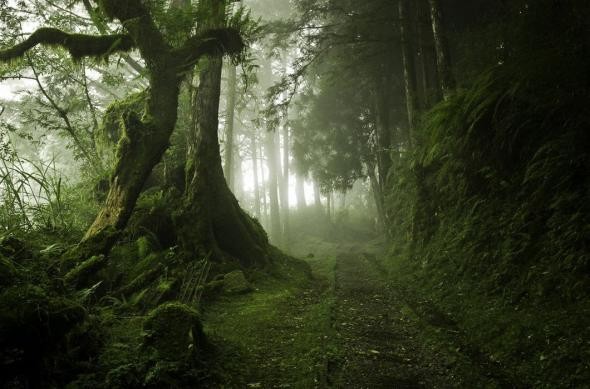 Мистический лес (18 фото)