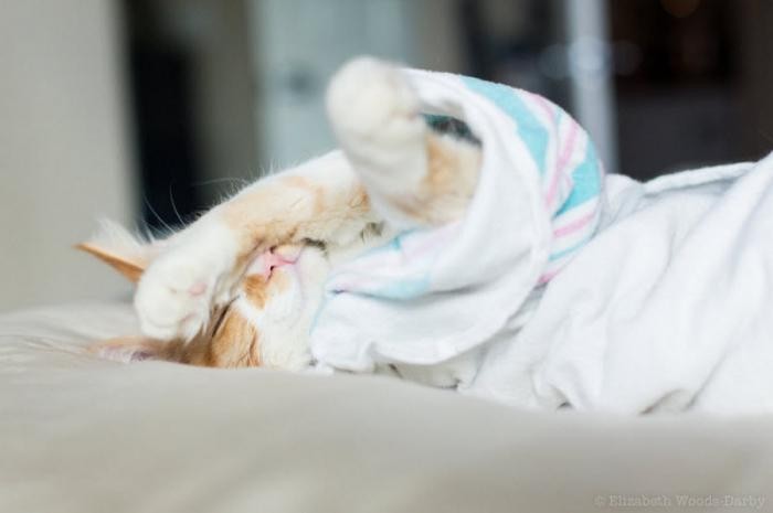 Шуточная фотосессия рождения кота (17 фото)