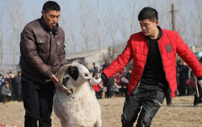 Турнир по боям баранов в Китае (7 фото)