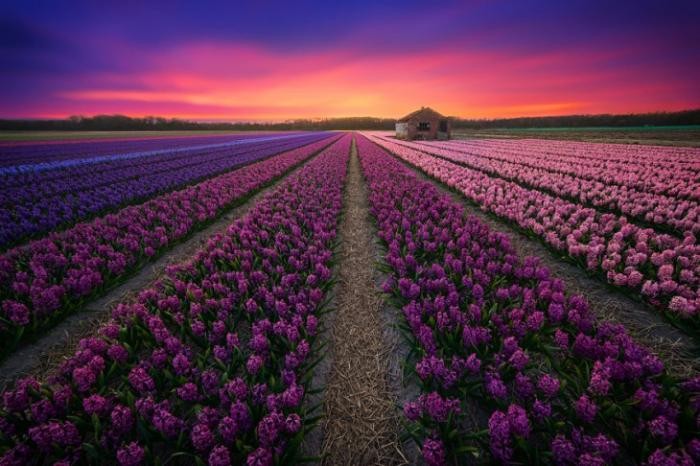 Восхитительные причины посетить Нидерланды (40 фото)