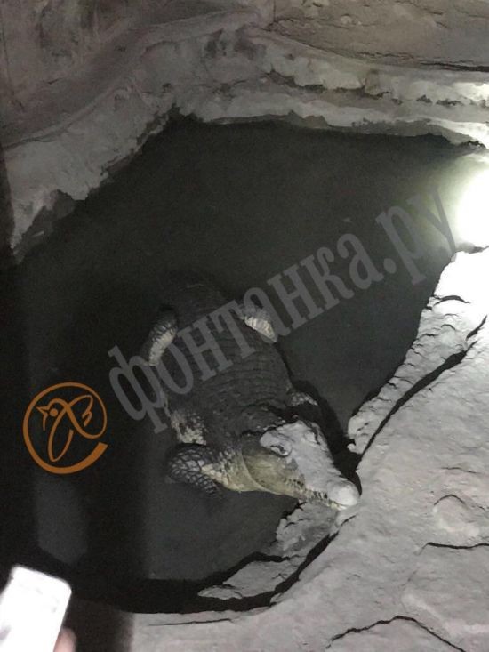 В Санкт-Петербурге в подвале дома заметили крокодила (3 фото)