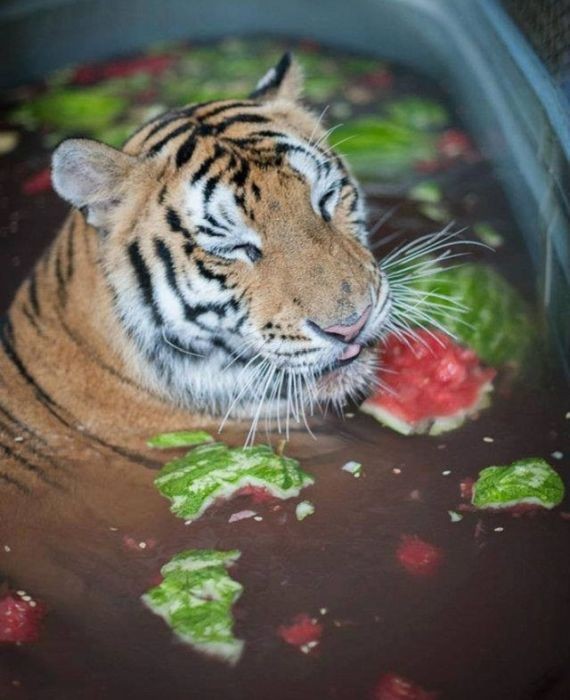 Чудесное преображение спасенной тигрицы (8 фото)