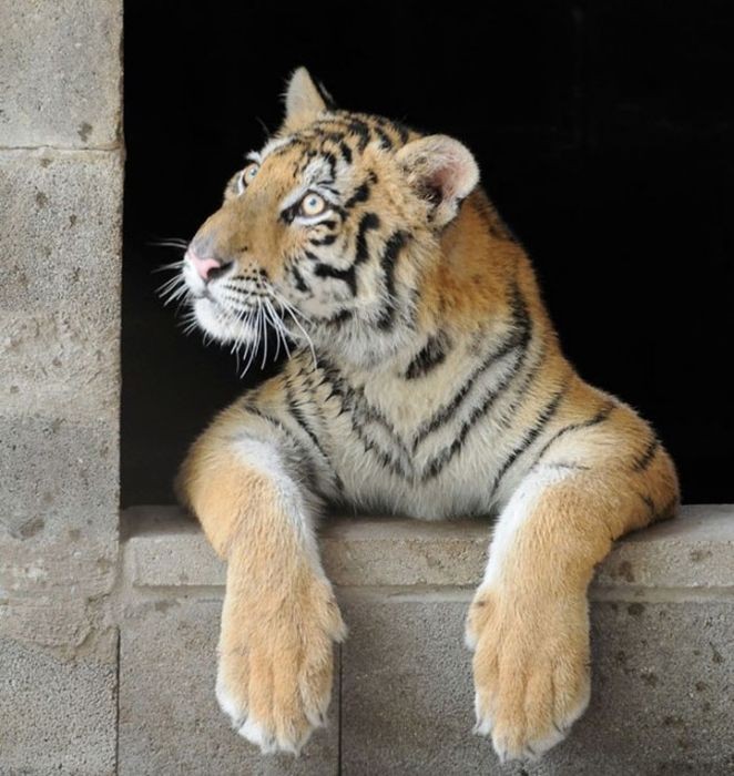 Чудесное преображение спасенной тигрицы (8 фото)