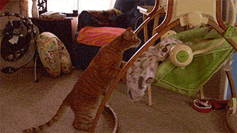 Подборка прикольных гифок