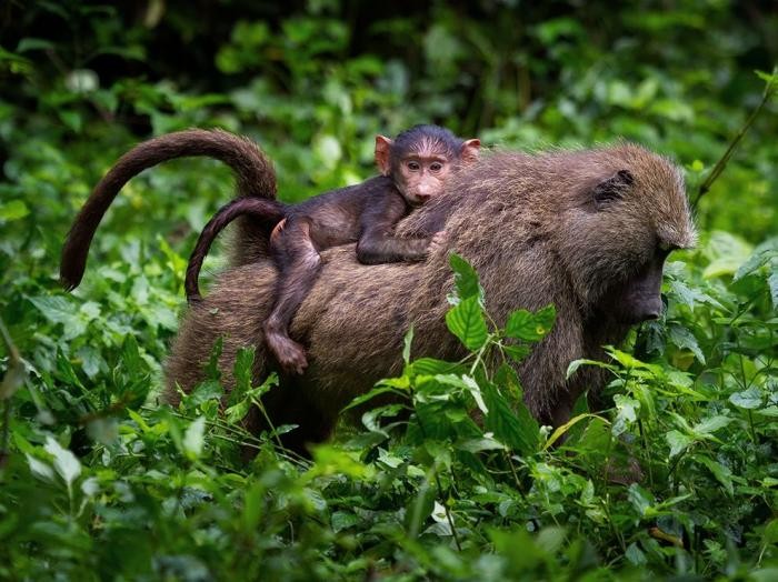 Лучшие фотографии от National Geographic (16 фото)