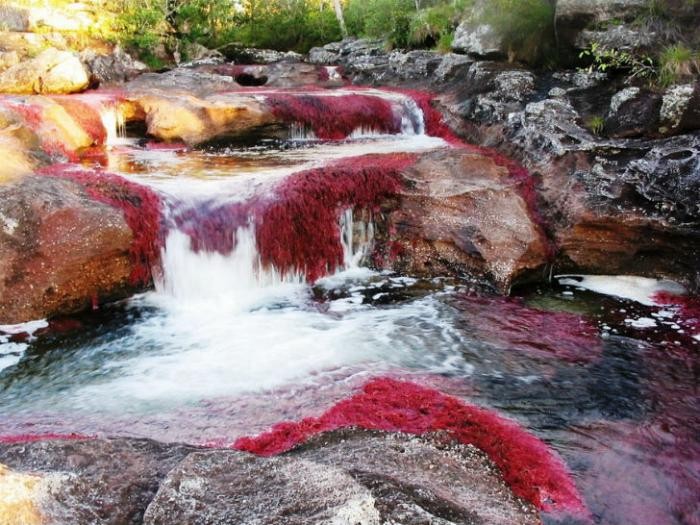 Каньо-Кристалес — самая красивая река на Земле (38 фото)