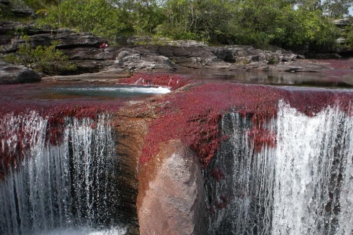 Каньо-Кристалес — самая красивая река на Земле (38 фото)