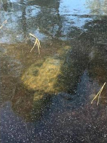 Охотники наткнулись на замерзшую в озере огромную черепаху (2 фото)