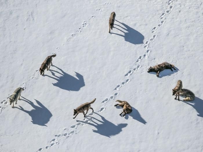 Лучшие фотографии от National Geographic (18 фото)