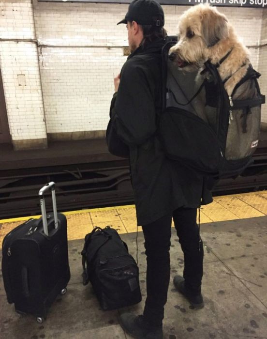 Как возят собак в метрополитене Нью-Йорка (13 фото)