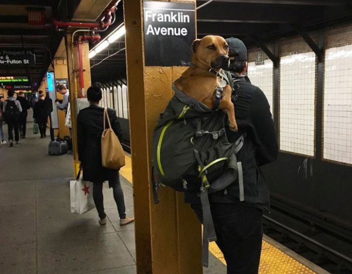 Как возят собак в метрополитене Нью-Йорка (13 фото)