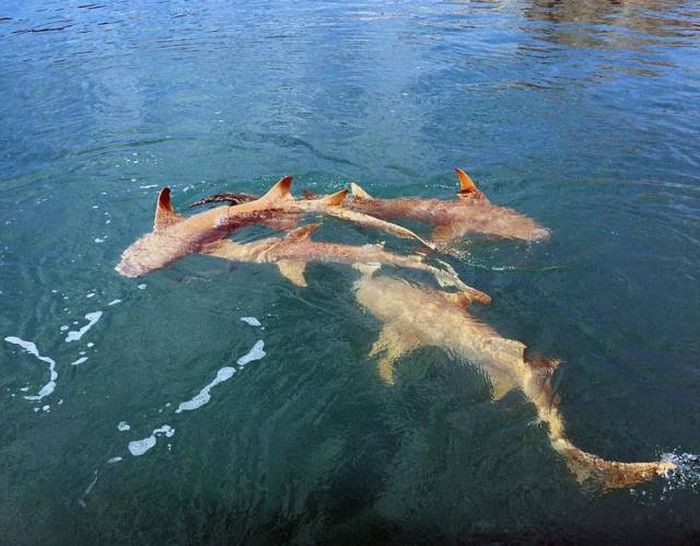 Типичная рыбалка в Австралии (6 фото)